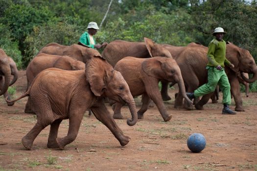 Baby elephants in Born To Be Wild